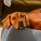 Brooklyn® Cooling Nest Dog Bed